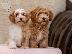 PoulaTo: Havanese Bichon κουτάβια