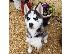 PoulaTo: Σιβηρικό χάσκι  κουτάβια / siberian husky