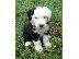 PoulaTo: Bobtail