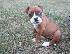 PoulaTo: Staffordshire B