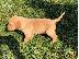 PoulaTo: Όμορφα Golden Retriever κουτάβια