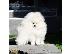 PoulaTo: Φοβερά κουτάβια Pomeranian