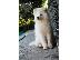 PoulaTo: Samoyed όμορφο κουτάβι