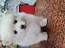 PoulaTo: Spitz mini white