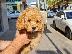 PoulaTo: Poodle apricot mini - Κανίς βερυκοκί μίνι