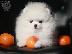 PoulaTo: pomeranian boo