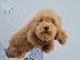 PoulaTo: Maltipoo