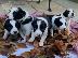 PoulaTo: Όμορφα κουτάβια Border Collie