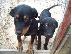 PoulaTo: Ημιαιμα Rottweiler 4 μηνων ψαχνουν οικογενεια