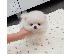 PoulaTo: Boo Mini Pomeranian