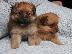 PoulaTo: POMERANIAN