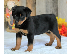PoulaTo: Ειδικά μικρά κουτάβια Rottweiler