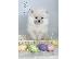 PoulaTo: Pomeranian (BOO), καθαρόαιμο, νάνος (παιχνίδι)