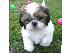 PoulaTo: αγαπημένη αυτή τη θέση Όμορφο κουτάβι AKC Shih Tzu