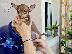 PoulaTo: Pinscher mini