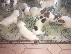 PoulaTo: Jack Russell mini