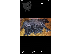 PoulaTo: Puppies presa canario
