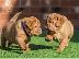 PoulaTo: Χοντρά σκυλάκια De Bordeaux Pups