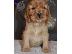 PoulaTo: Cocker spaniel