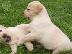 PoulaTo: Κουτάβια Λαμπραντόρ/ Labrador puppies