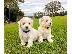 PoulaTo: Bichon Frise Puppies PureBred