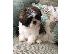 PoulaTo: Όμορφα αυτοκρατορικά μωρά Shih Tzu