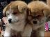 PoulaTo: AKITA INU