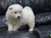 PoulaTo: Πώληση κουτάβια Samoyed.