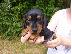 PoulaTo: Κουτάβια Dachshund