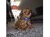 PoulaTo: Maltpoo puppy is now ready for adoption