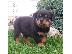 PoulaTo: Ειδικά μικρά κουτάβια Rottweiler