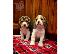 PoulaTo: Πώληση κουτάβια Nice Beagle.