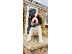 PoulaTo: Αγγλικά κουτάβια Springer Spaniel