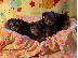 PoulaTo: Διατίθεται Yorkshire Terrier