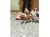 PoulaTo: Cavalier βασιλιάς Charles Spaniel για Rehoming