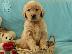 PoulaTo: Ελκυστικά κουτάβια Golden Retriever