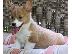 PoulaTo: Κουτάβια Pembroke Welsh Corgi