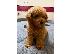 PoulaTo: Κόκκινο Toy Poodle