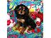 PoulaTo: Cavalier King Charles Puppies