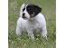 PoulaTo: Λατρευτά κουτάβια του Jack Russell