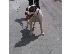 PoulaTo: pitbull