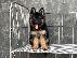 PoulaTo: German Shepherd Puppies for sale