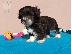 PoulaTo: Havanese
