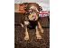 PoulaTo: Pinsher miniatre size chocolate cream color