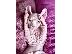 PoulaTo: Sphynx Kittens Available Now