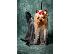 PoulaTo: Κουτάβια Mini Yorkshire terrier