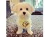 PoulaTo: Maltpoo puppy is now ready for adoption