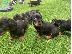 PoulaTo: Καθαρόαιμο Dachshund