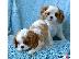 PoulaTo: FANTASTIC Cavalier King Charles ΠΑΠΤΩ ΤΩΡΑ ΕΔΩ
