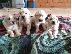 PoulaTo: Κουτάβια Golden Retriever